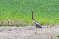 72843 Ardea purpurea (Airone rosso)